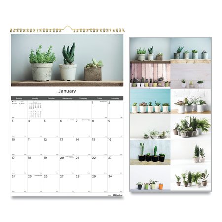 BLUELINE Twelve-Month Wall Calendar, 12 x 17, Succulent Plants, 2021 C173121
